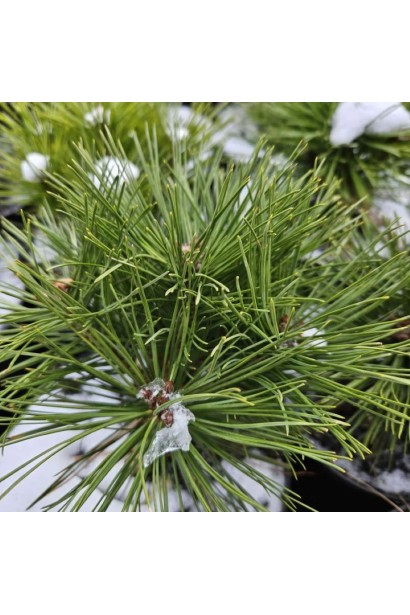 Сосна австрійська Глобоза - довга гостра хвоя